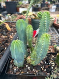Myrtillocactus geometrizans - Colony of Blue Candle Cactus