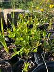 Buttonbush | Cephalanthus occidentalis | Florida Native Bog Tree