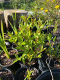 Buttonbush | Cephalanthus occidentalis | Florida Native Bog Tree