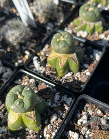Grafted Cactus | You know who
