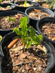 Hackberry Tree | Celtis laevigata | Florida Native Tree
