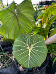 Philodendron gloriosum | GIANT Specimens