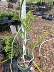 Cissus quadranguilaris var acutangula | Large Baskets