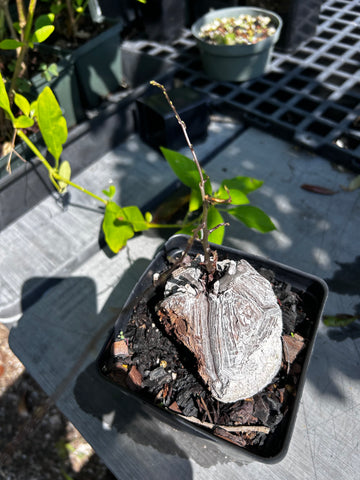 Dioscorea elephantipes Specimen Size | Turtle Plants | Exact Plant