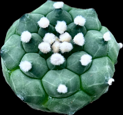 Astrophytum asterias 'Kikko' Form | Japanese Cultivar