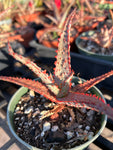 Aloe hybrid Budget Version of TCT Hybrids Specimen 7