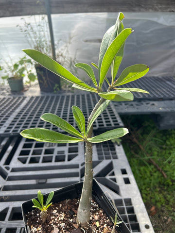 Adenium species No Tag Mystery Species | Plant 2 | Rooted Cutting