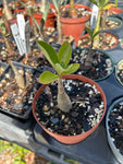 Adenium arabicum Shada form 4" Seed Grown