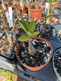Adenium arabicum Shada form 4" Seed Grown