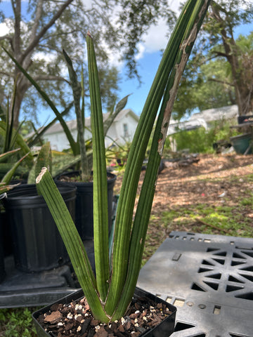 Sansevieria pearsonii | Exact Stock Breeder Plant 1