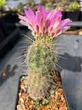 Escobaria hesteri | Hester’s Cory Cactus | Exact Specimen | Perfect Plant!