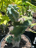 Cereus validus f spiralis 2A | Spiral Cactus | Large 3 Gallon Stock Plant