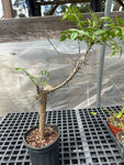 Commiphora pseudopaolii | Rare Myrrh Tree | Exact Specimen 1