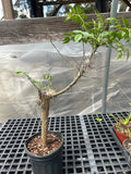 Commiphora pseudopaolii | Rare Myrrh Tree | Exact Specimen 1