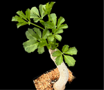 Cyphostemma cirrhosum | 2” Pot Size | Rare Caudex Plant