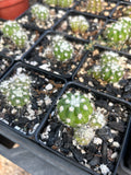 Echinopsis subdenudata cv Dominos  | Easter Lily Cactus