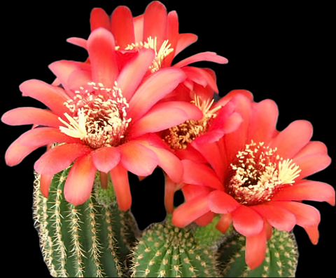Echinopsis huasca v grandiflora
