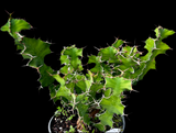 Euphorbia grandicornis | Large Candelabra Euphorbia | Exact Specimen 1