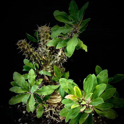 Euphorbia duranii hybrid Madagascar Caudex Hybrid Specimen Exact Plant