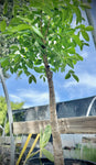 Commiphora coleopsis Specimen | RARE Madagascar Myrrh Tree