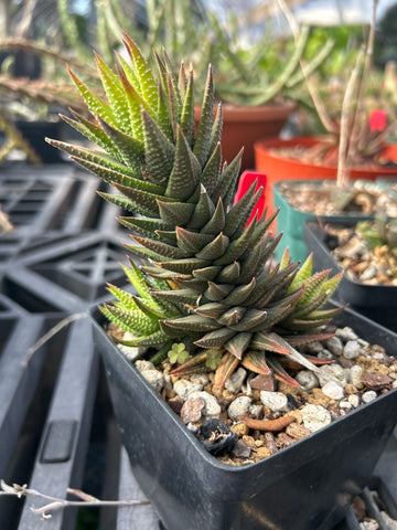 Haworthia reinwardtii variegated Large Specimen