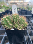 Echinopsis huasca v grandiflora