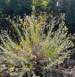 Pityopsis graminifolia | Silk Grass | Florida Native Scrub Wildflower