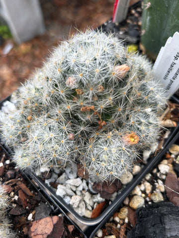Mammillaria prolifera ssp haitiensis | Specimen Size | Rare Caribbean Species