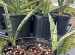 Sansevieria trifasciata Grey Lady | Exact Plant
