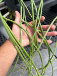 Sarcostemma viminale ssp crassicaule Rare Cynanchum Type Milkweed Family