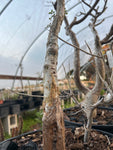 Commiphora humbertii | Exact Stock Plant 3 Gallon