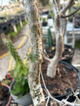 Commiphora humbertii | Exact Stock Plant 3 Gallon