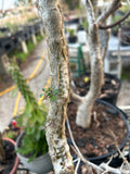 Commiphora humbertii | Exact Stock Plant 3 Gallon