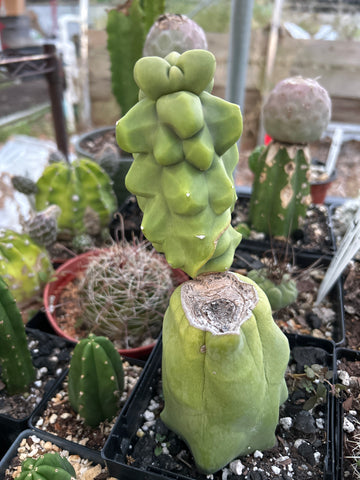 Lophocereus schottii monstrose 5” pot - Totem Pole Cactus