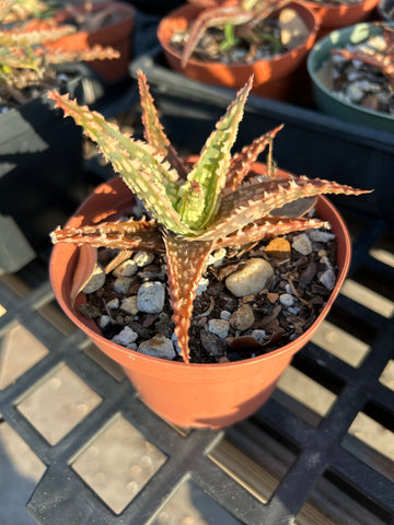 Aloe hybrid Budget Version of TCT Hybrids Specimen 8