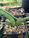 Sansevieria pearsonii  Koko Crater | Exact Plant Shown