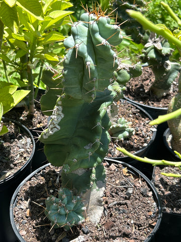 Cereus validus f spiralis 2A | Spiral Cactus | Large 3 Gallon Stock Plant
