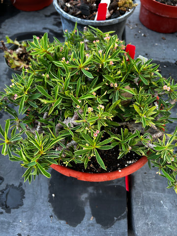 Euphorbia croizatii x tuberifera Crested | Specimen Size