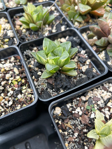 Haworthia mirabilis mundula 2" Variegated Succulent Plant