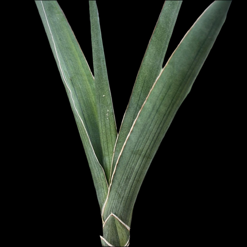 Sansevieria perottii  offsets