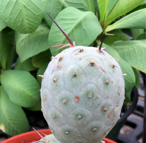 Tephrocactus geometricus