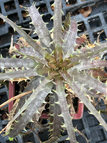 Dyckia burle-marxii | Terrestrial Bromeliad | Exact Plant