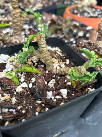 Euphorbia ambovombensis ‘Lime Green’ | Dwarf Madagascar Caudiciform | Rooted Branch Cuttings
