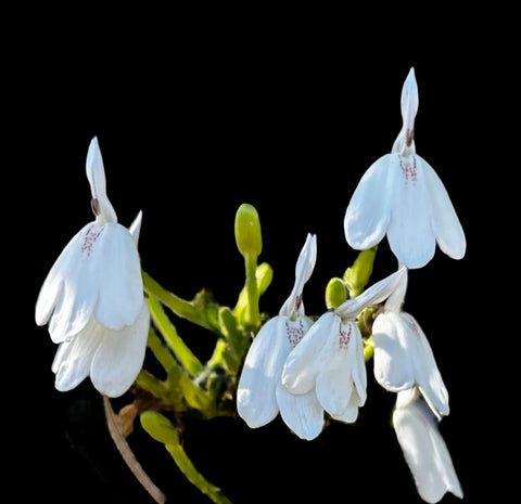 Snake Jasmine | Rhinacanthus nasutus | Herbal & Medicinal Plant