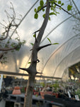 Commiphora rostrata v reflexa | RARE Large Specimen Myrrh Tree