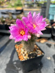 Escobaria hesteri | Hester’s Cory Cactus | Exact Specimen | Perfect Plant!