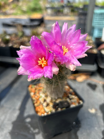 Escobaria hesteri | Hester’s Cory Cactus | Exact Specimen | Perfect Plant!
