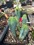Myrtillocactus geometrizans - Colony of Blue Candle Cactus