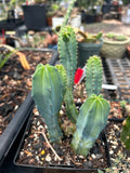 Myrtillocactus geometrizans - Colony of Blue Candle Cactus