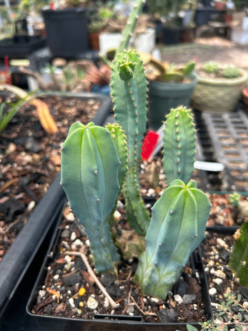 Myrtillocactus geometrizans - Colony of Blue Candle Cactus